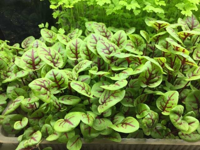 Семена Щавель Красные узоры поиск 0,01 г — фото 1