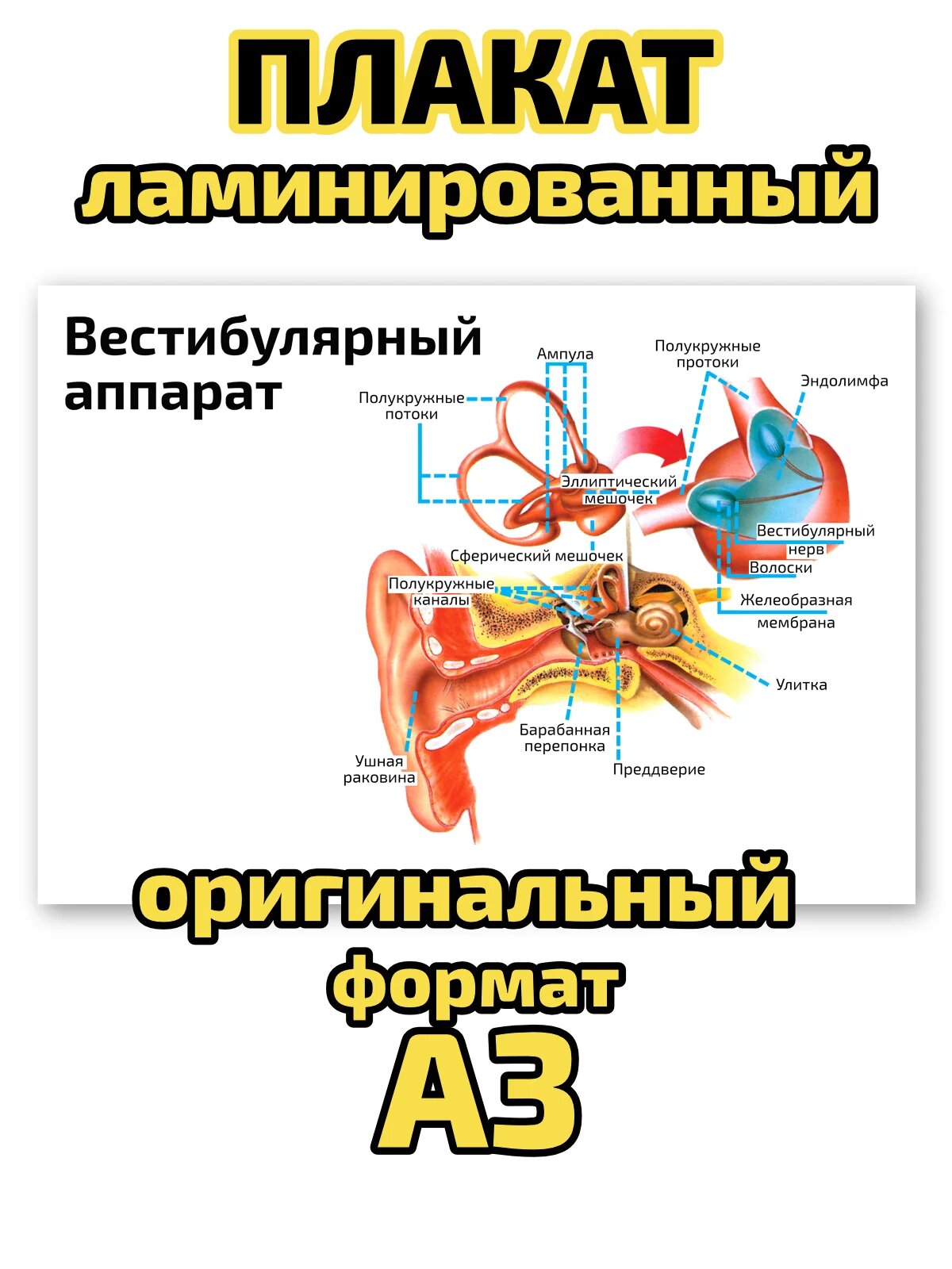 Плакат Квинг "Вестибулярный аппарат", ламинированный, А3, для изучения анатомии и физиологии