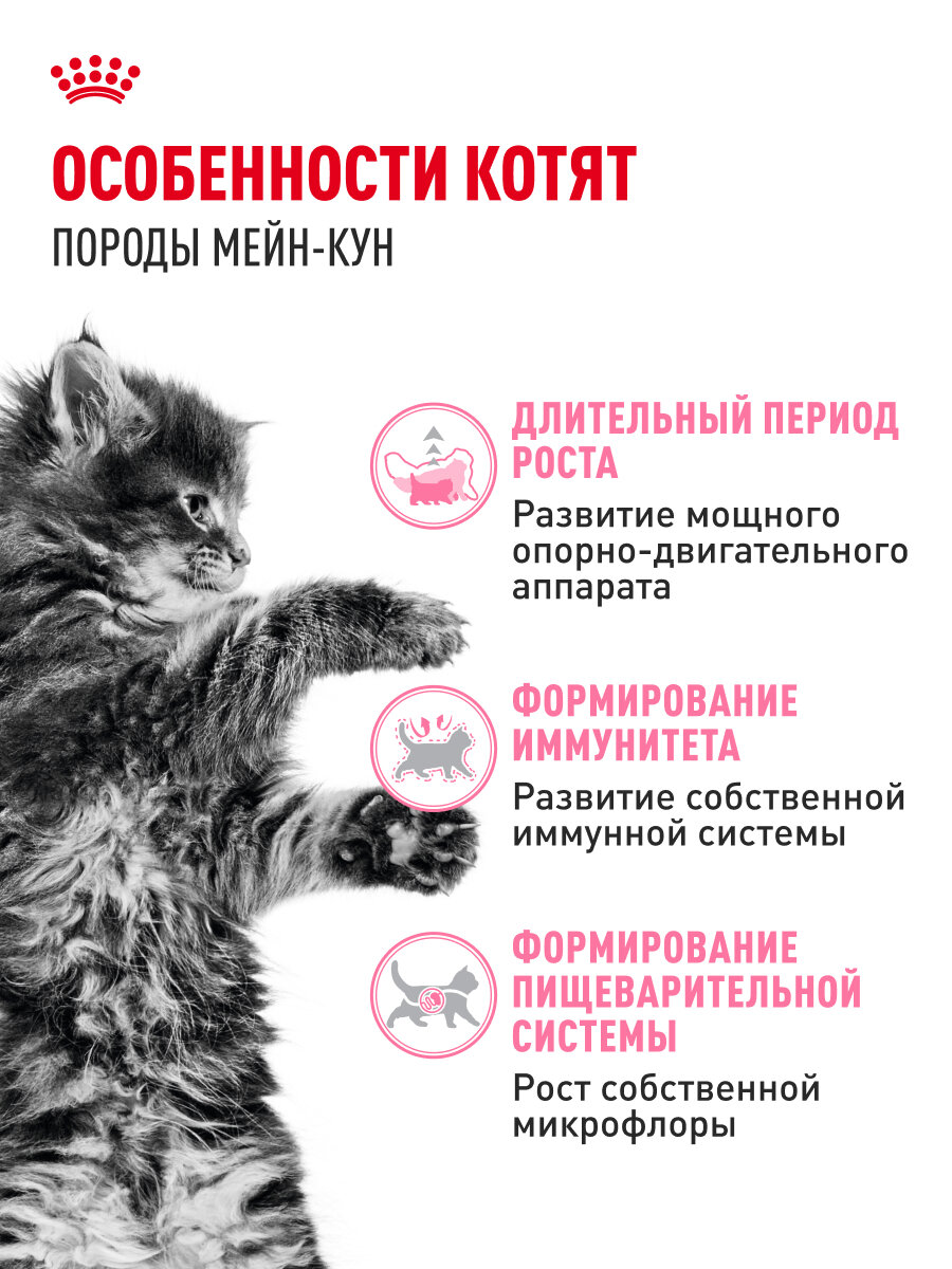 Сухой корм для котят Royal Canin Kitten для породы мейн кун, 4 кг — фото 1