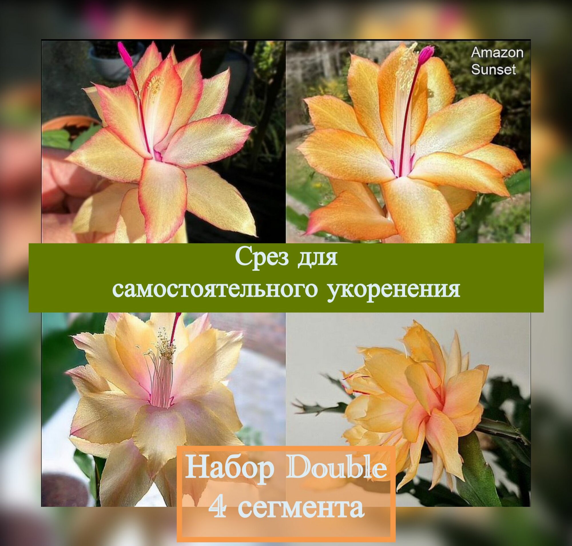 Декабрист шлюмбергера Набор Double 4 сегмента