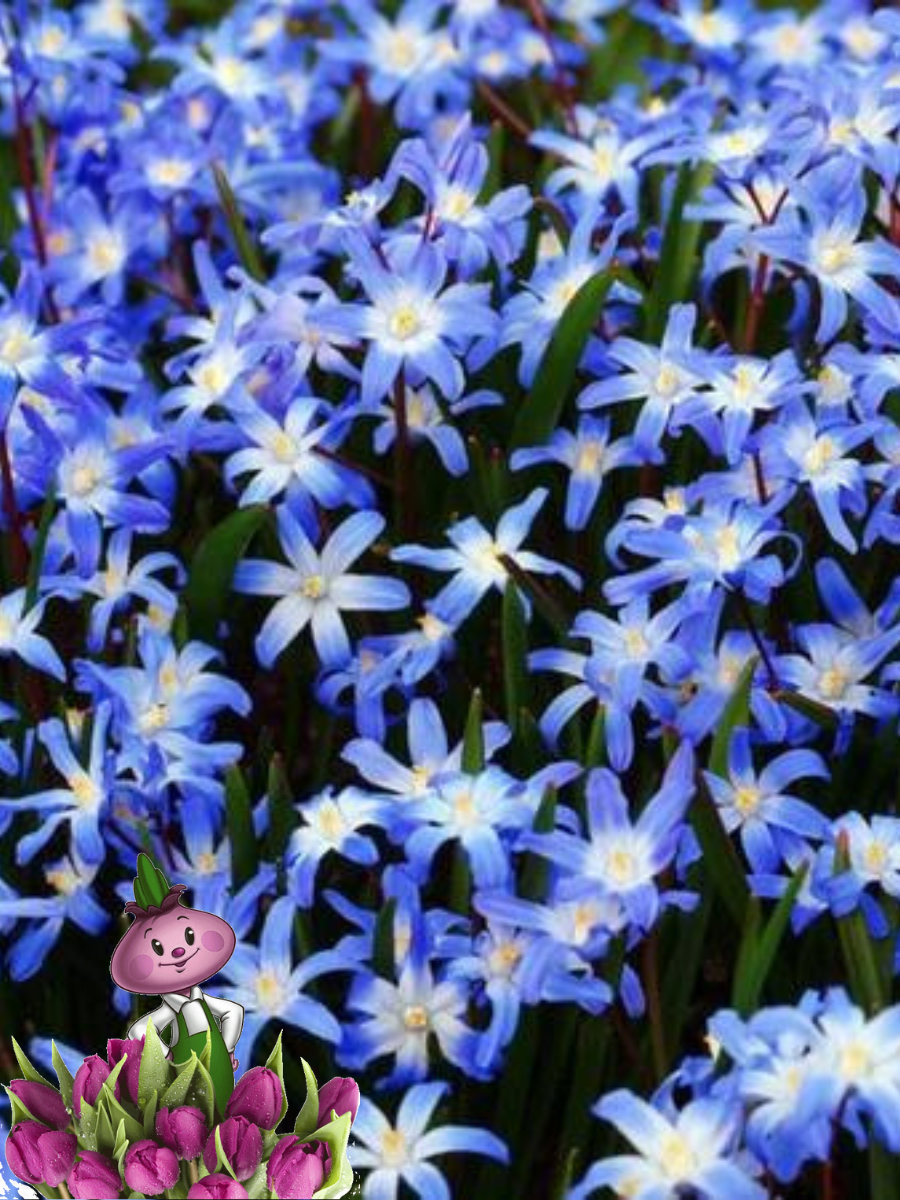 Луковицы цветов Chipollino flowers хионодокса LUCILIAE (10 луковиц)