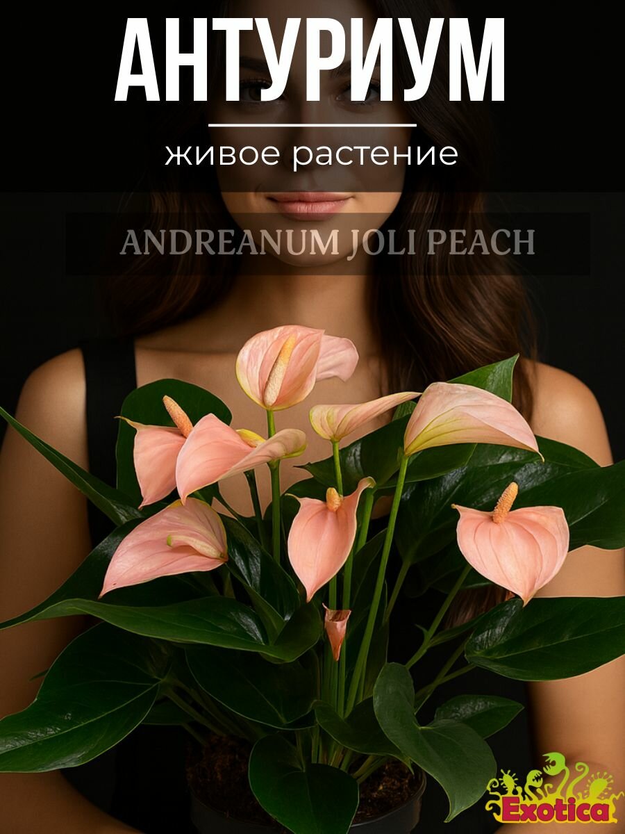Антуриум Джоли Пич (Anthurium Andreanum Joli Peach) D9см живое растение