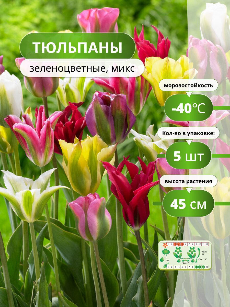 Тюльпаны Holland Bulb Market 