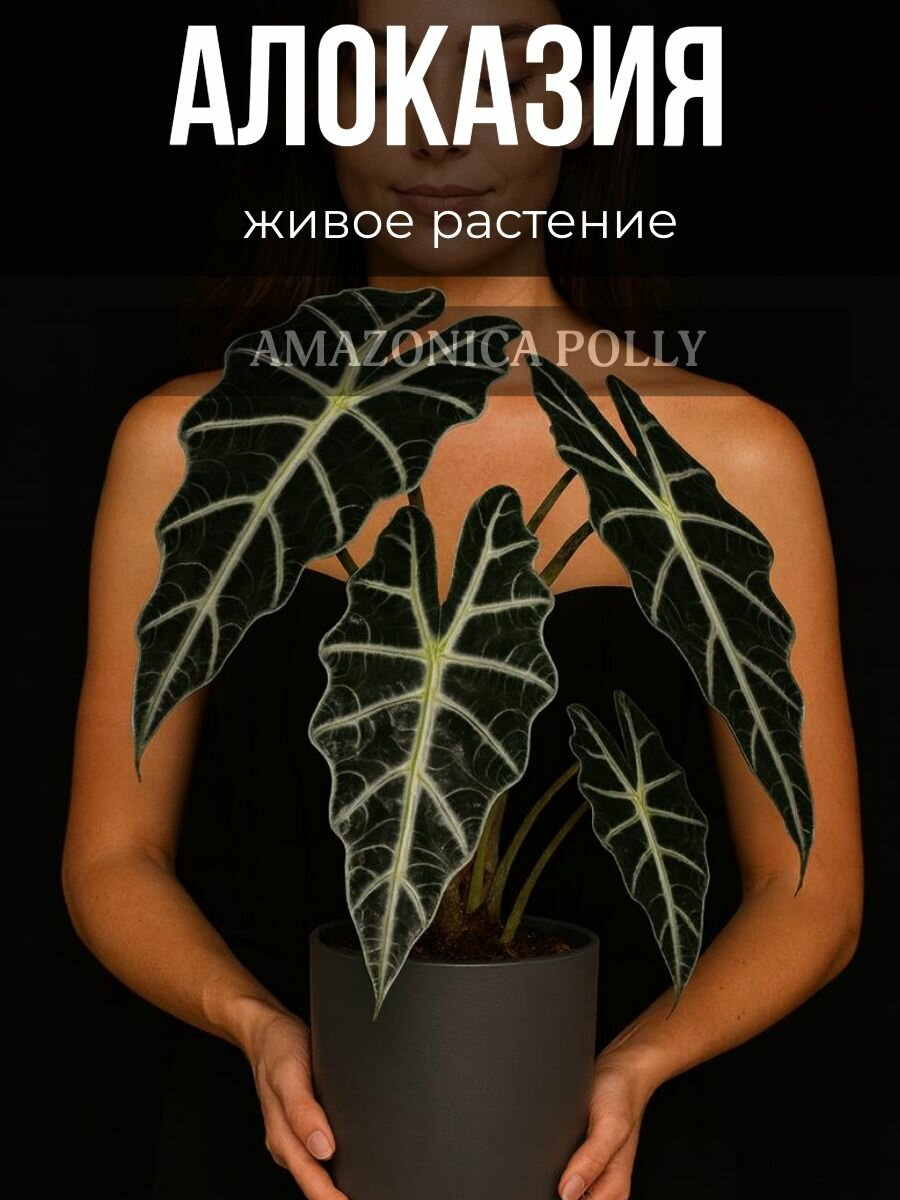 Алоказия Амазоника Полли (Alocasia Amazonica Polly) D12см комнатное растение