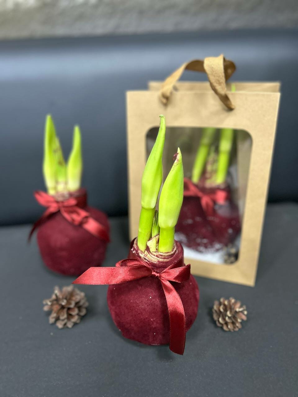 Луковица Амариллиса (Бордовый бархат) в подарочном крафтовом пакете