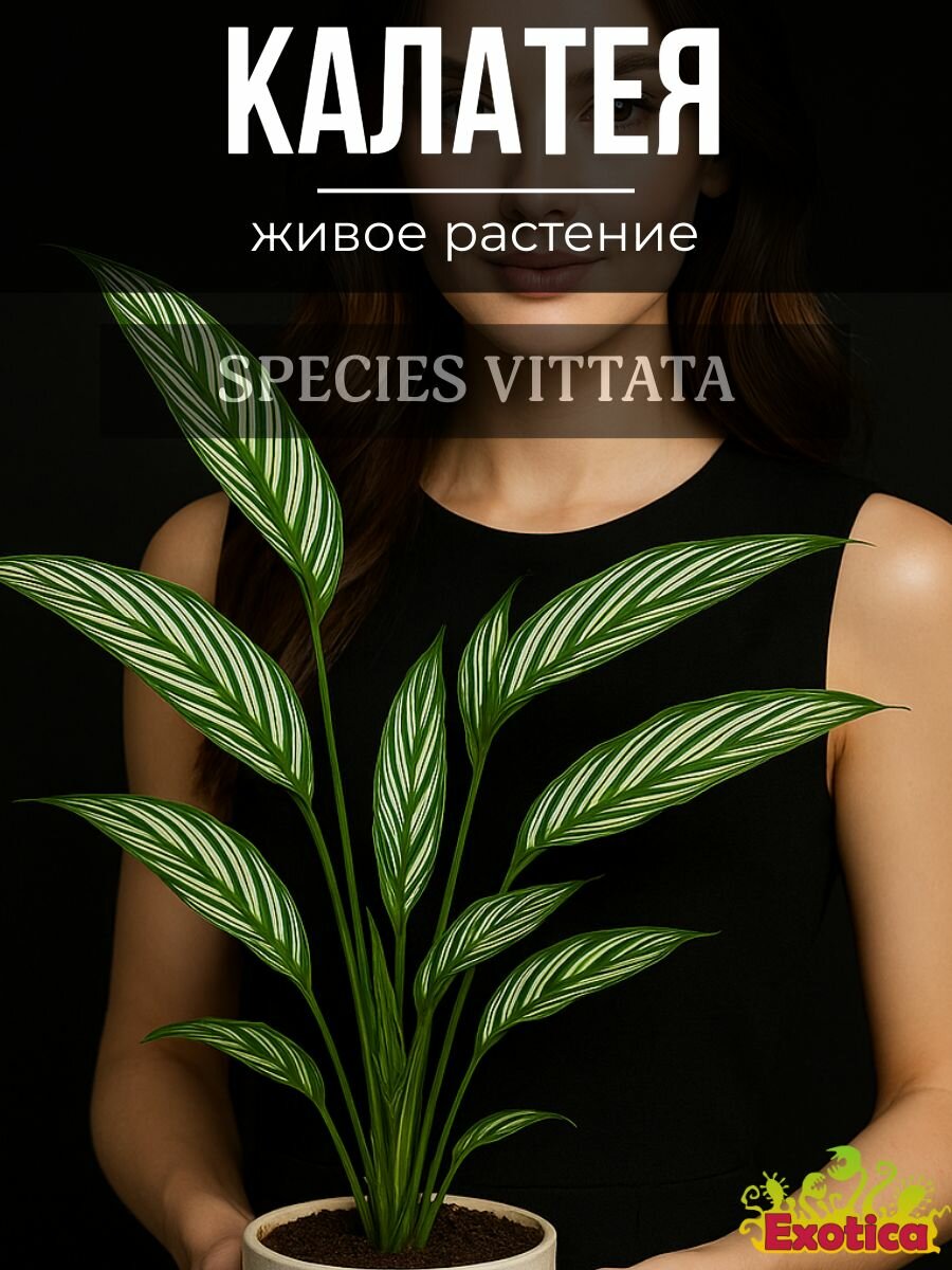 Калатея Витатта  Calathea Species Vittata  D6см  домашний цветок