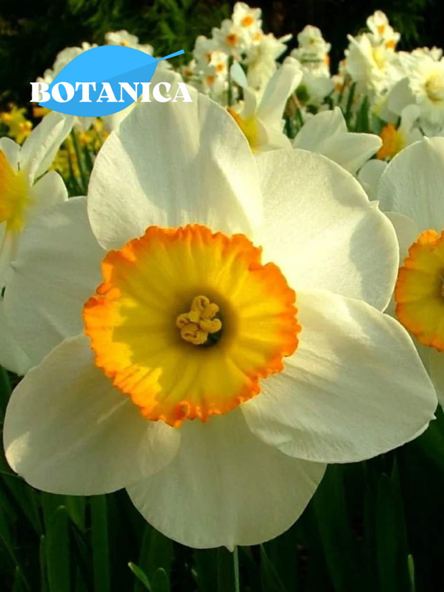 Луковицы цветов botanica garden Нарцисс Флавер Рекорд (3 штуки)