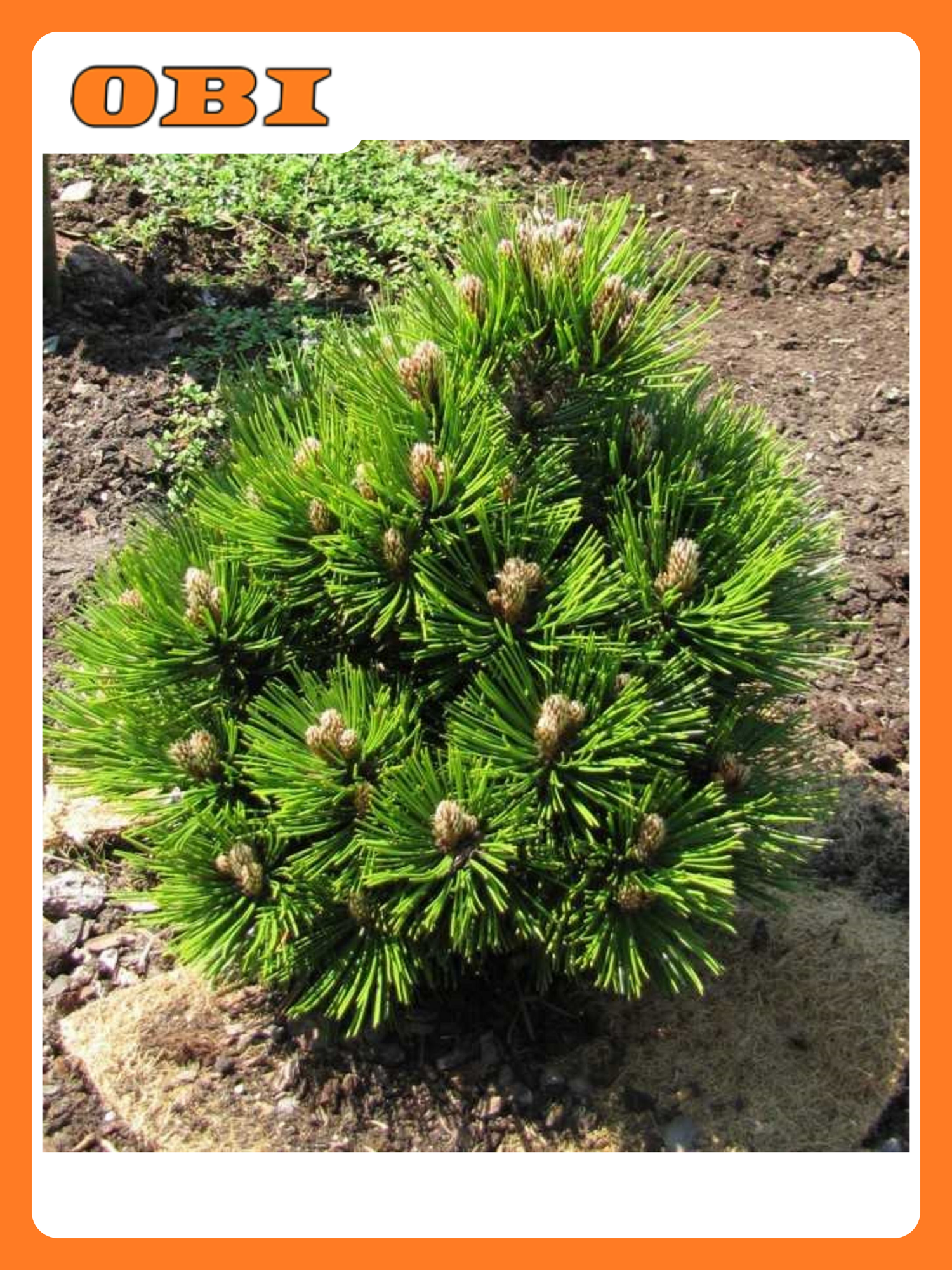 Сосна Гельдрейха 