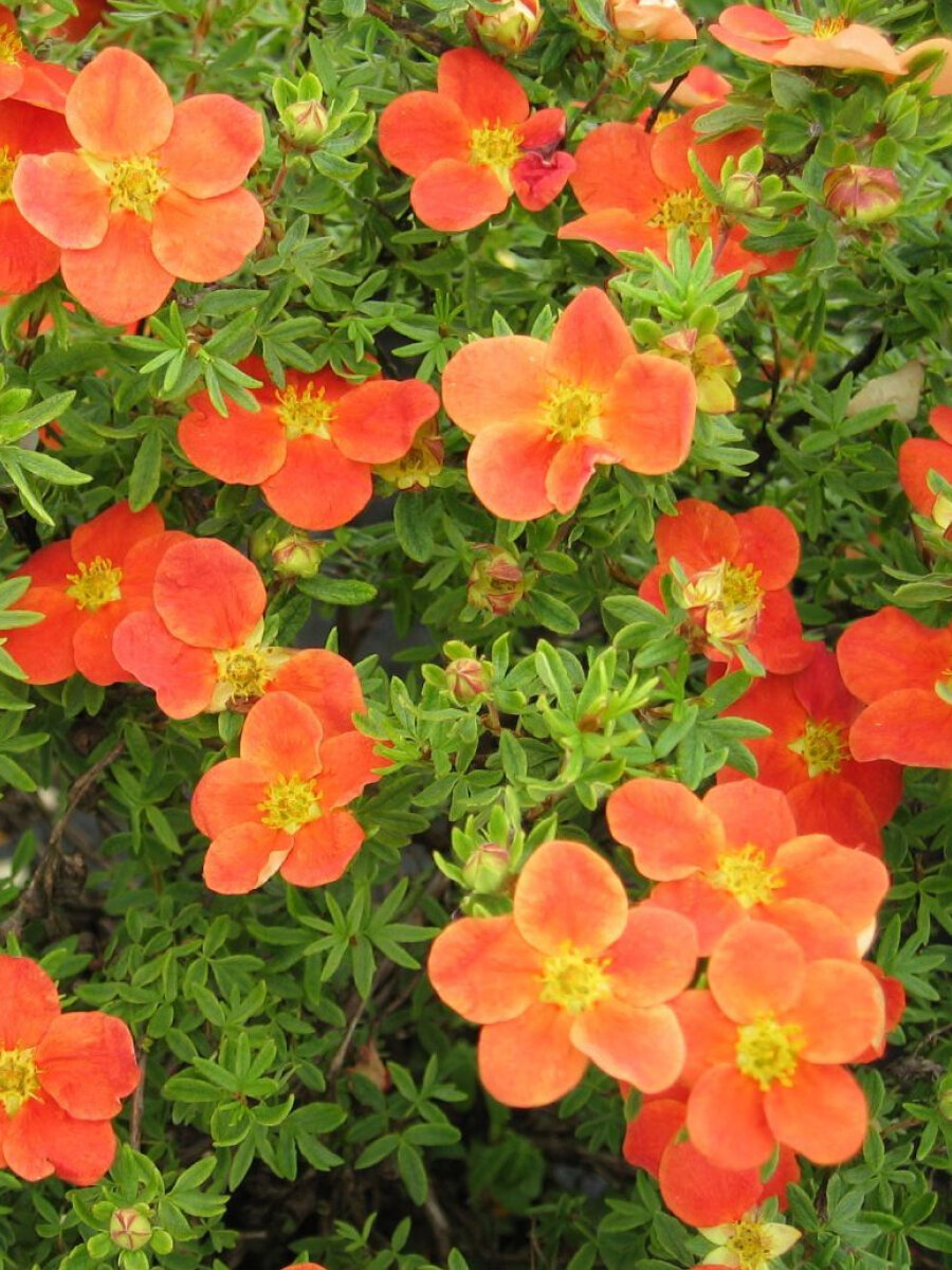 Лапчатка Танжерин (Potentilla fruticosa Tangerine) / морозостойкий сорт