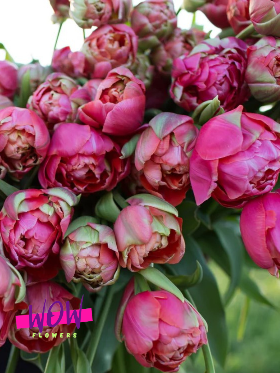 Луковицы цветов  WOW FLOWERS  Тюльпан Реноун Юник  махровый  розовый  ( 10 штук )