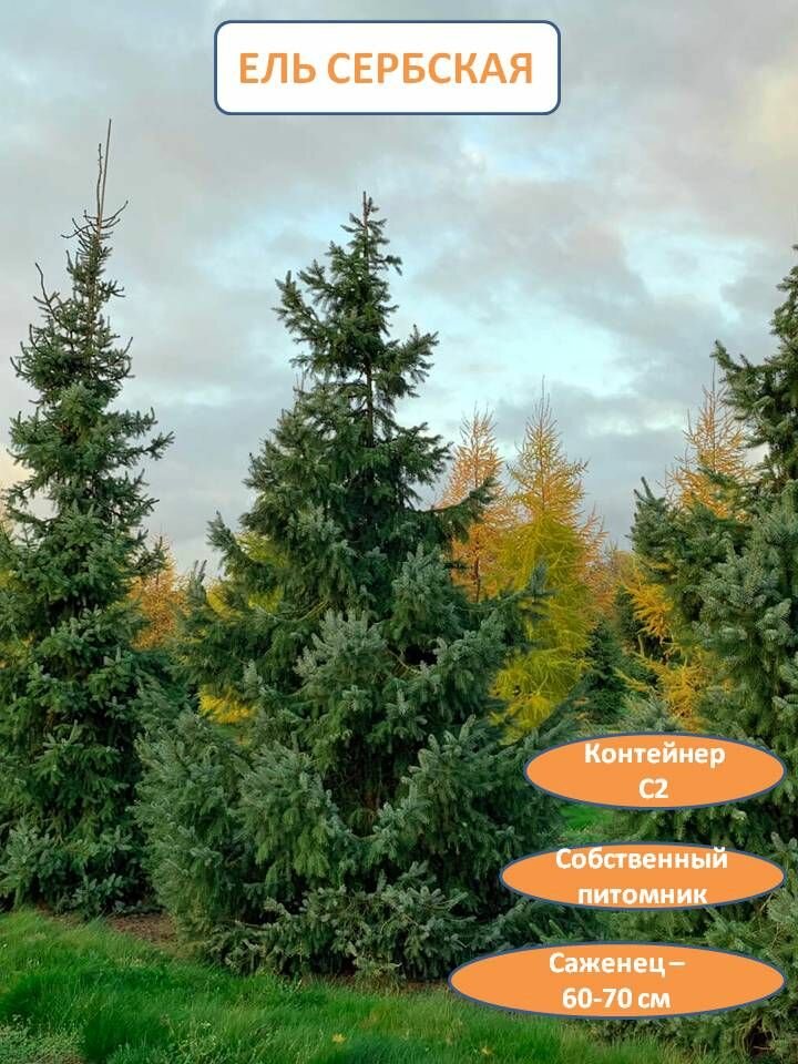 Ель сербская Picea omorika 60-70 см