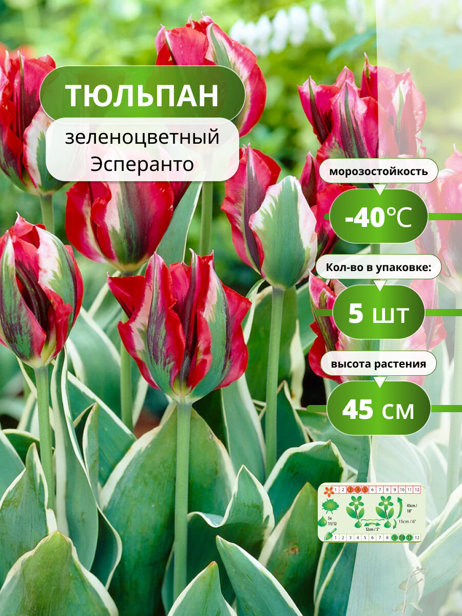 Тюльпаны Holland Bulb Market 