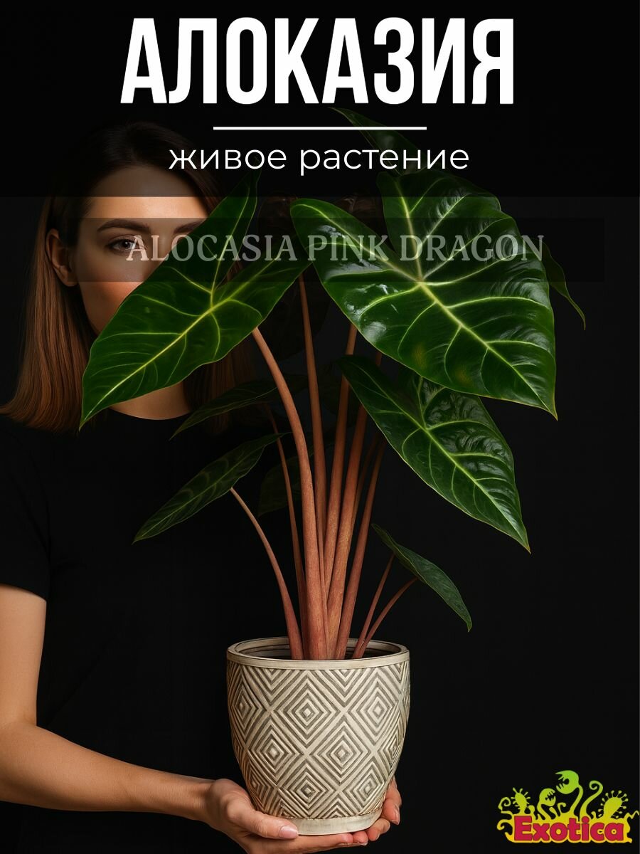 Алоказия Пинк Драгон (Alocasia Pink Dragon) D6см живой цветок