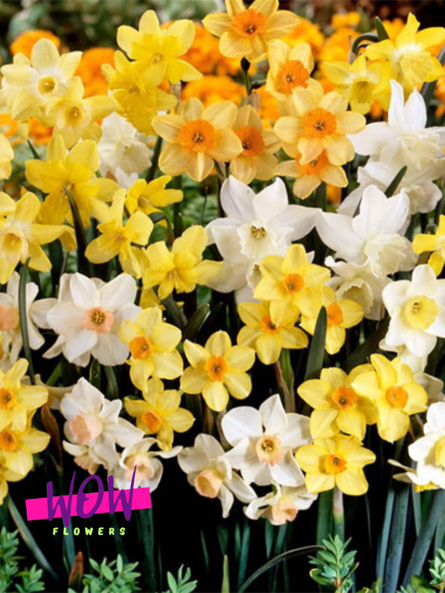 Луковицы цветов WOW FLOWERS  Нарциссы Микс  разноцветные ( 10 штук )