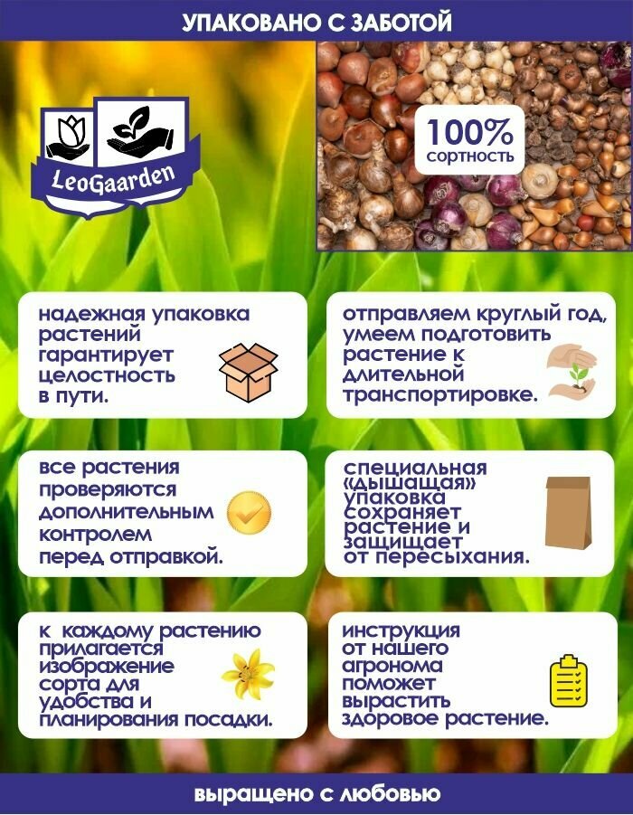 Тюльпан Луковицы очищенные, Микс сортов, 8шт