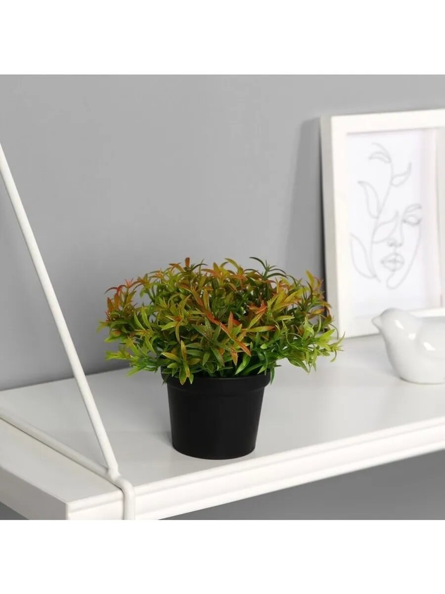 Бонсай в горшке 