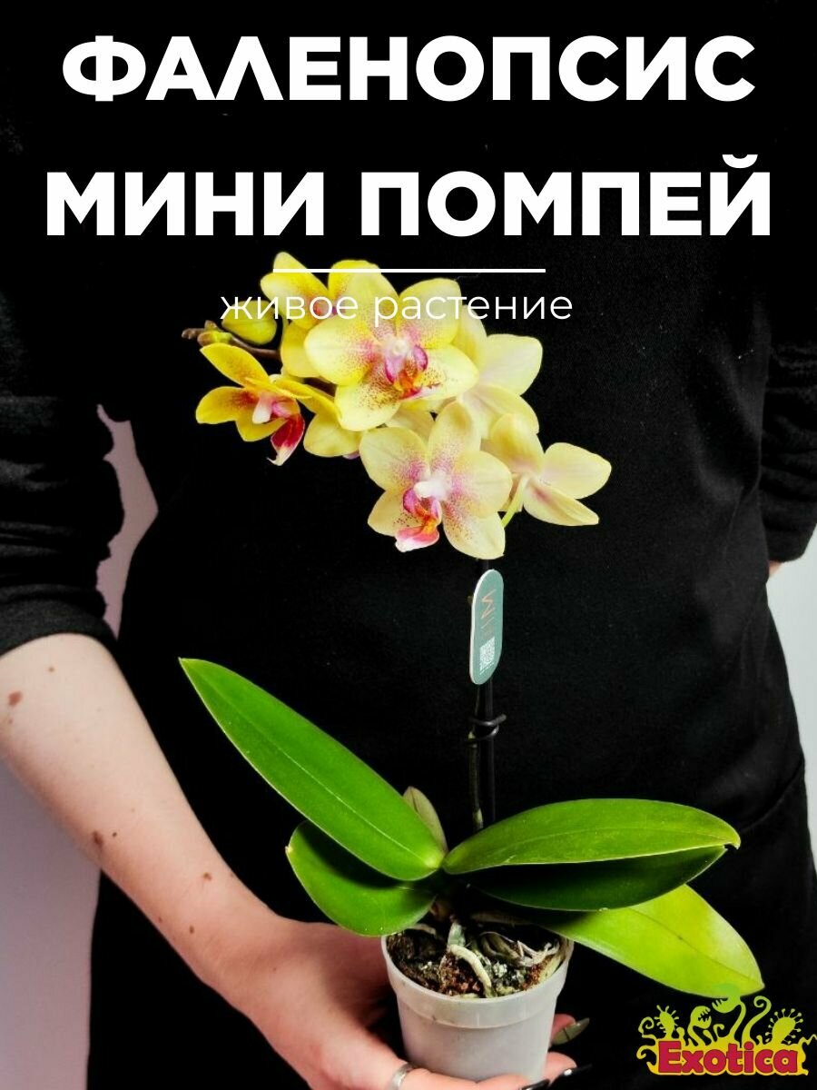 Орхидея Фаленопсис Мини Помпей (Phalaenopsis Multiflora Pompea) D6см домашнее растение