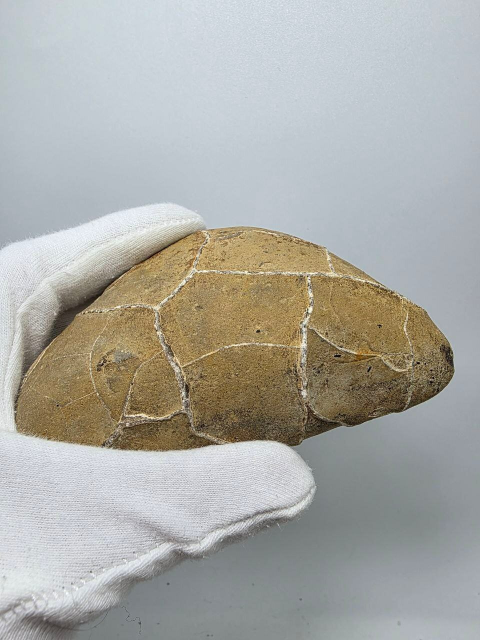 Септария 112 мм, 299 г. — фото 1