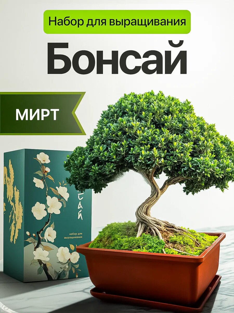 Набор для выращивания растений Бонсай Мирт