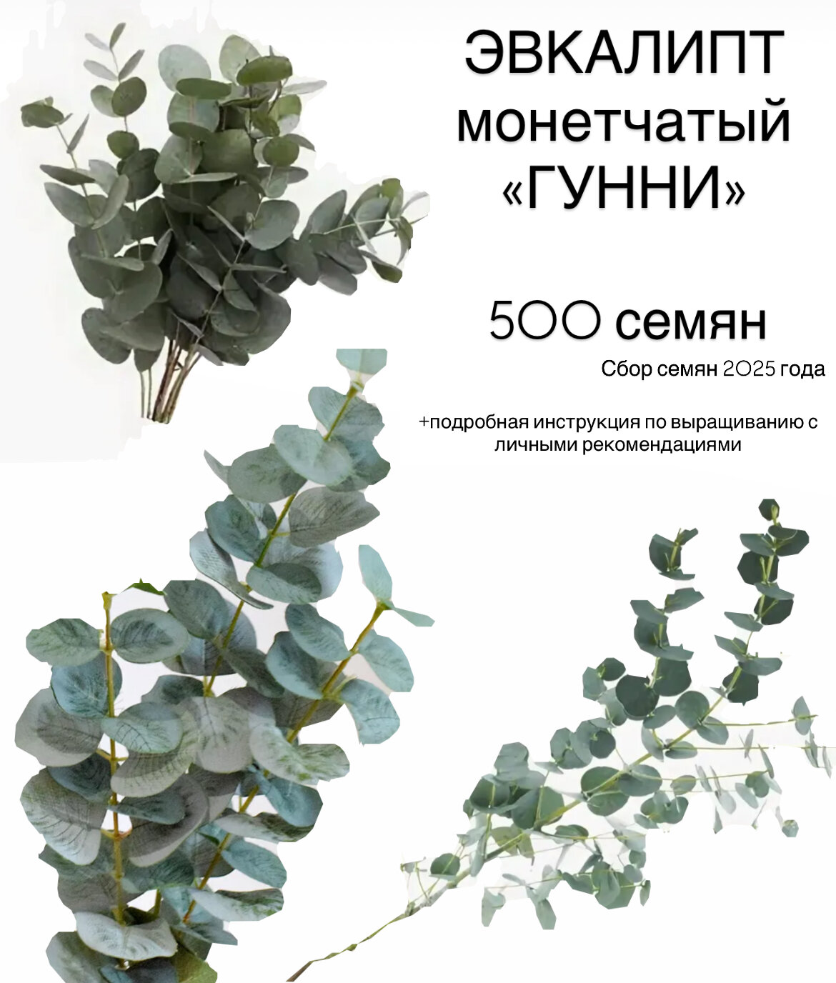 Эвкалипт монетчатый Гунни 500 семян