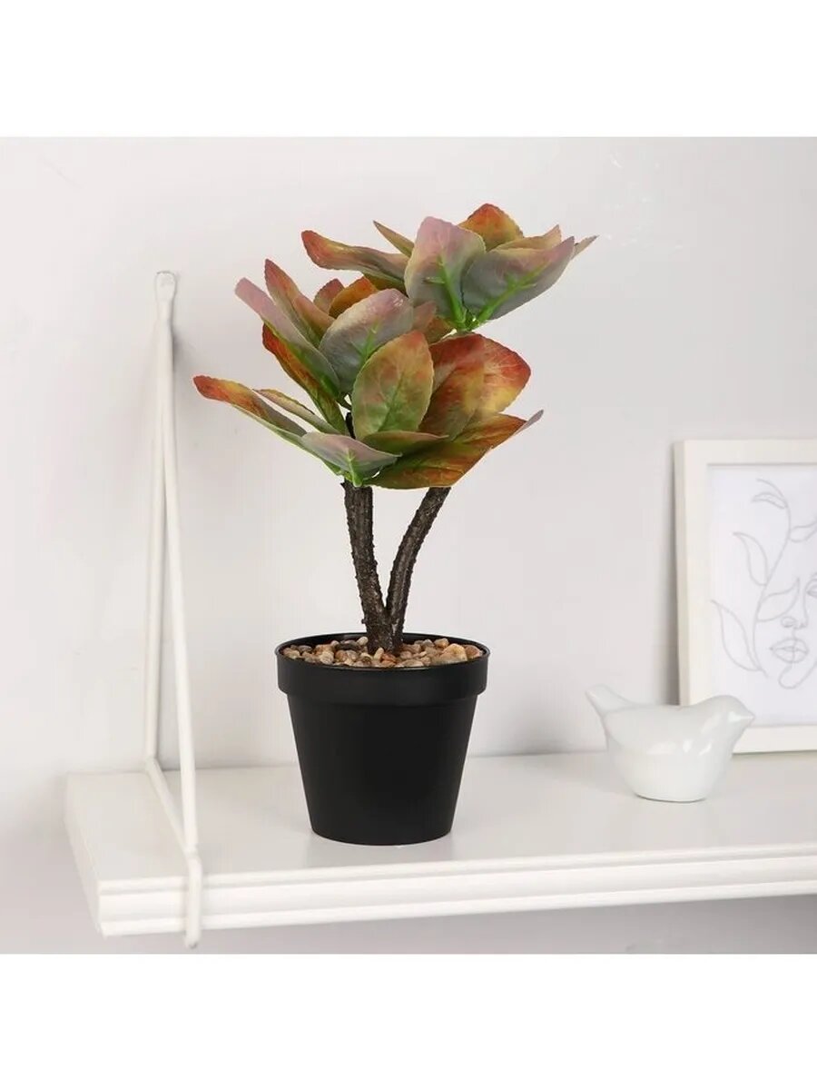 Бонсай в горшке 