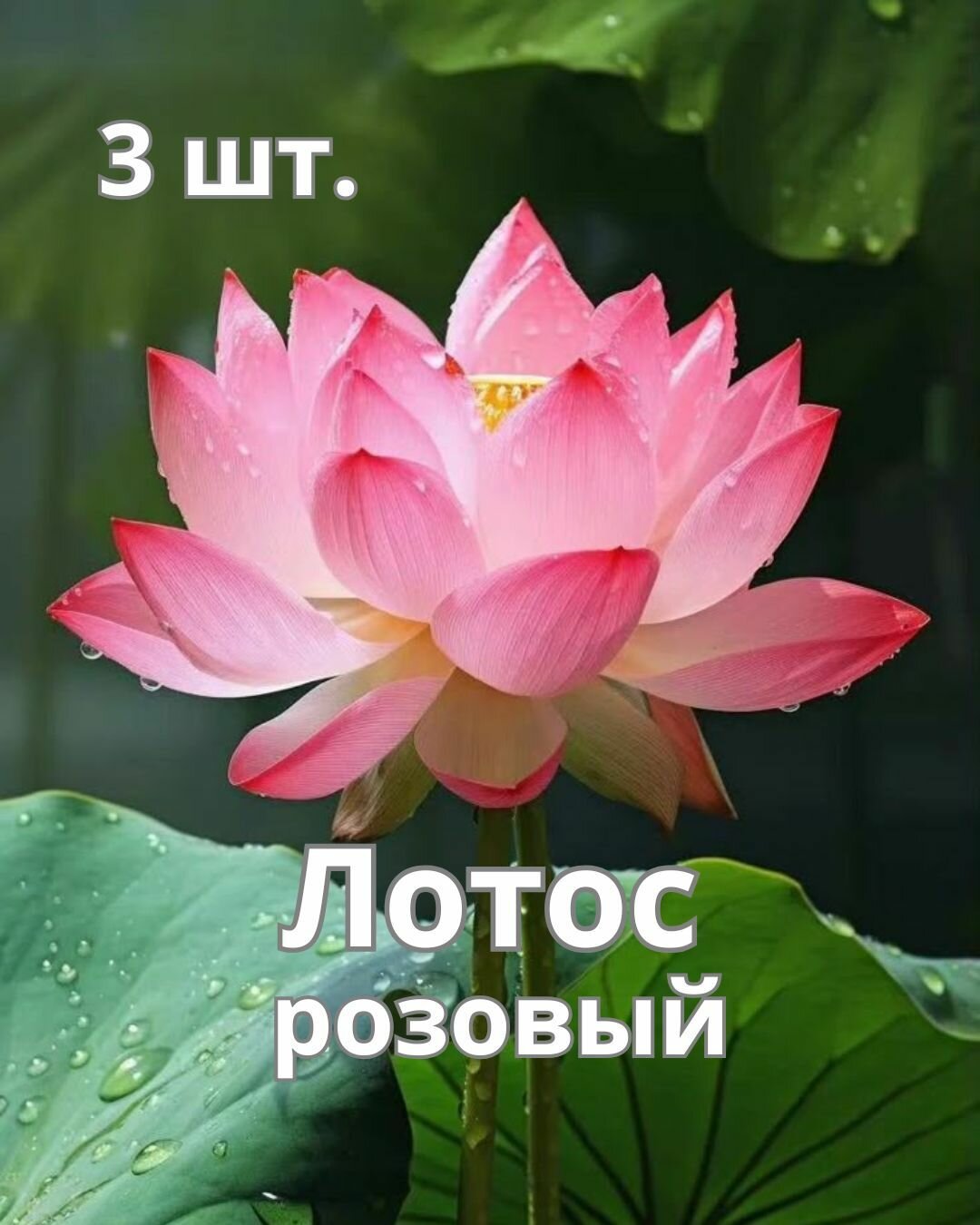 Семена Лотоса Розовый 3 шт.