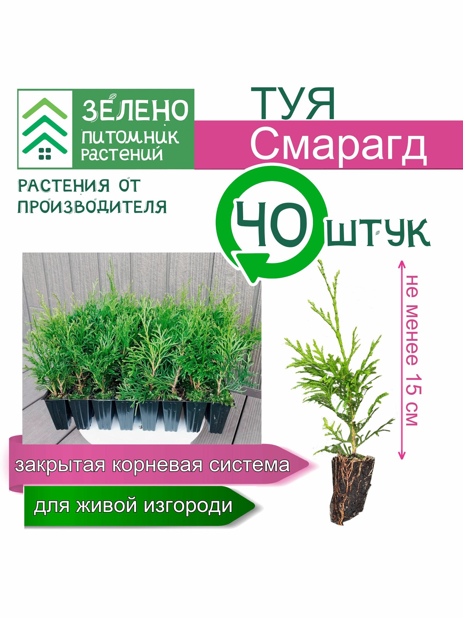 Туя Смарагд 15см, 40 саженцев набор