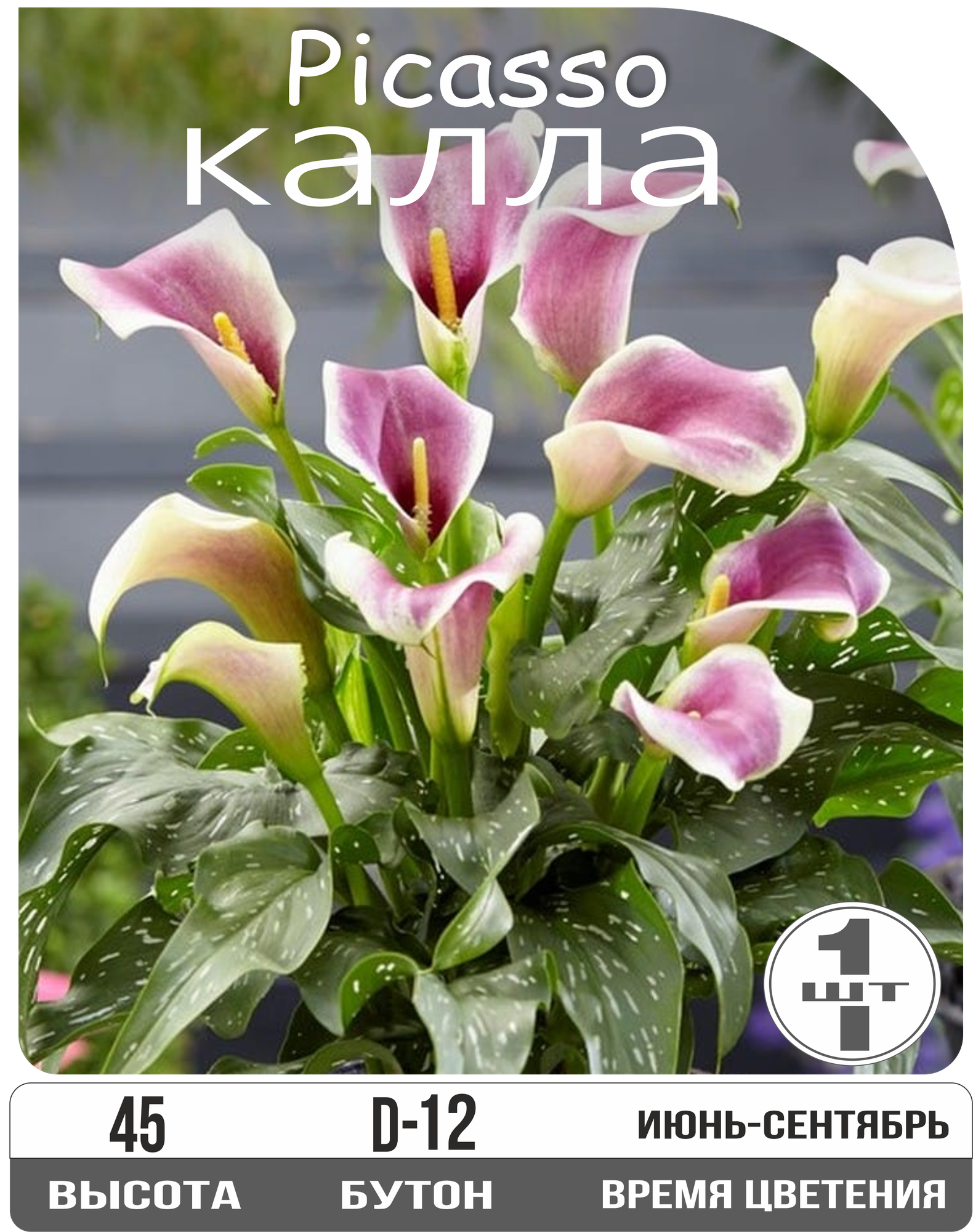 Каллы Пикассо клубни многолетние кремовые с фиолетовым 60 см 1 шт Eywa