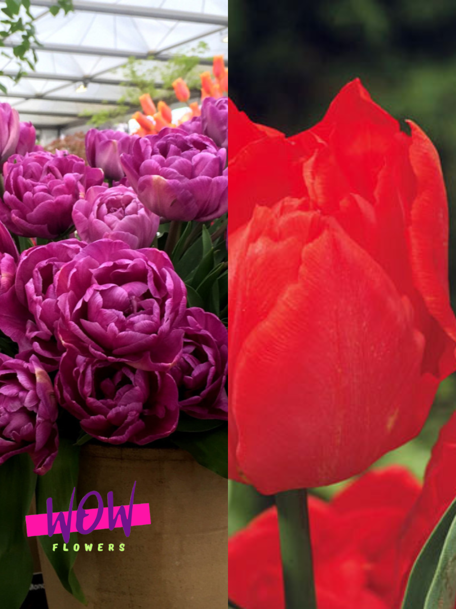 Луковицы цветов WOW FLOWERS TWIN Тюльпан Блю Даймонд 3 шт \ Тюльпан Викинг 3 шт ( 6 шт )
