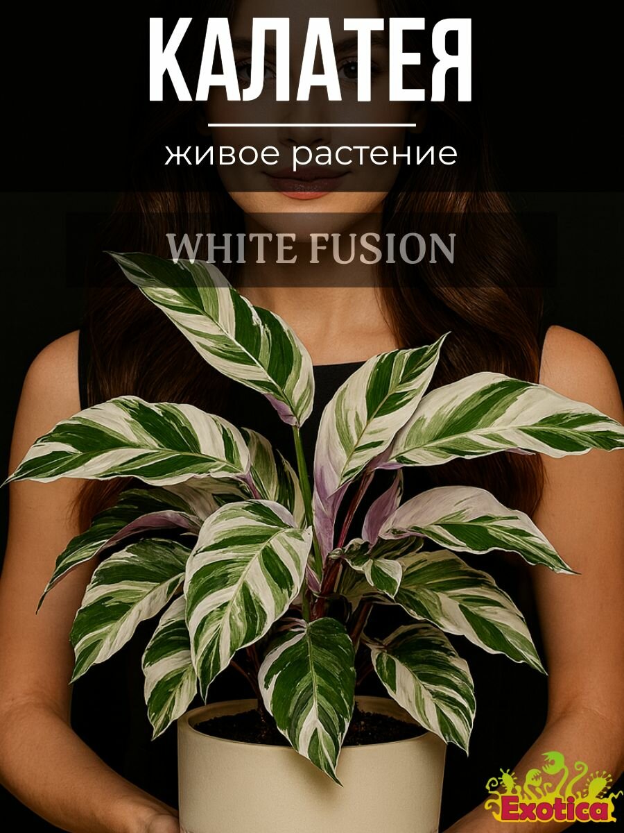 Калатея Вайт Фьюжин  Calathea White Fusion  D6см  растение в горшке