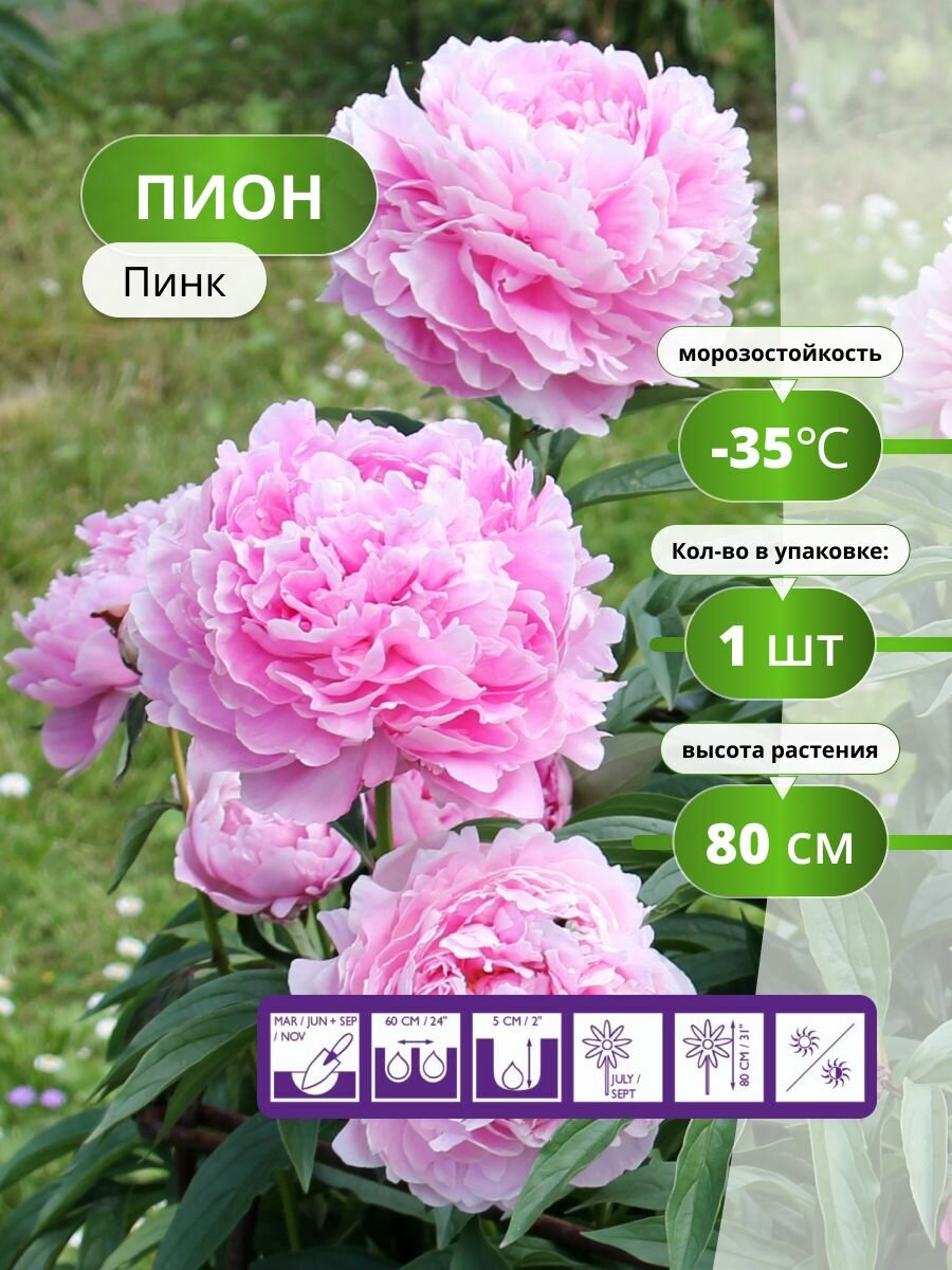 Пион Holland Bulb Market "Пинк" махровый розовый многолетник