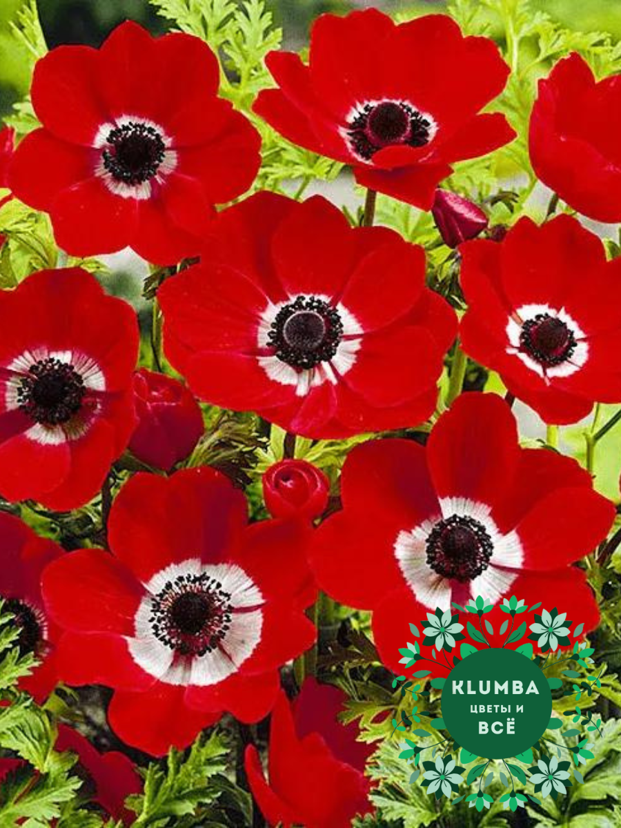 Луковицы цветов  Клумба  Анемоны Hollandia  красный ( 10 шт )