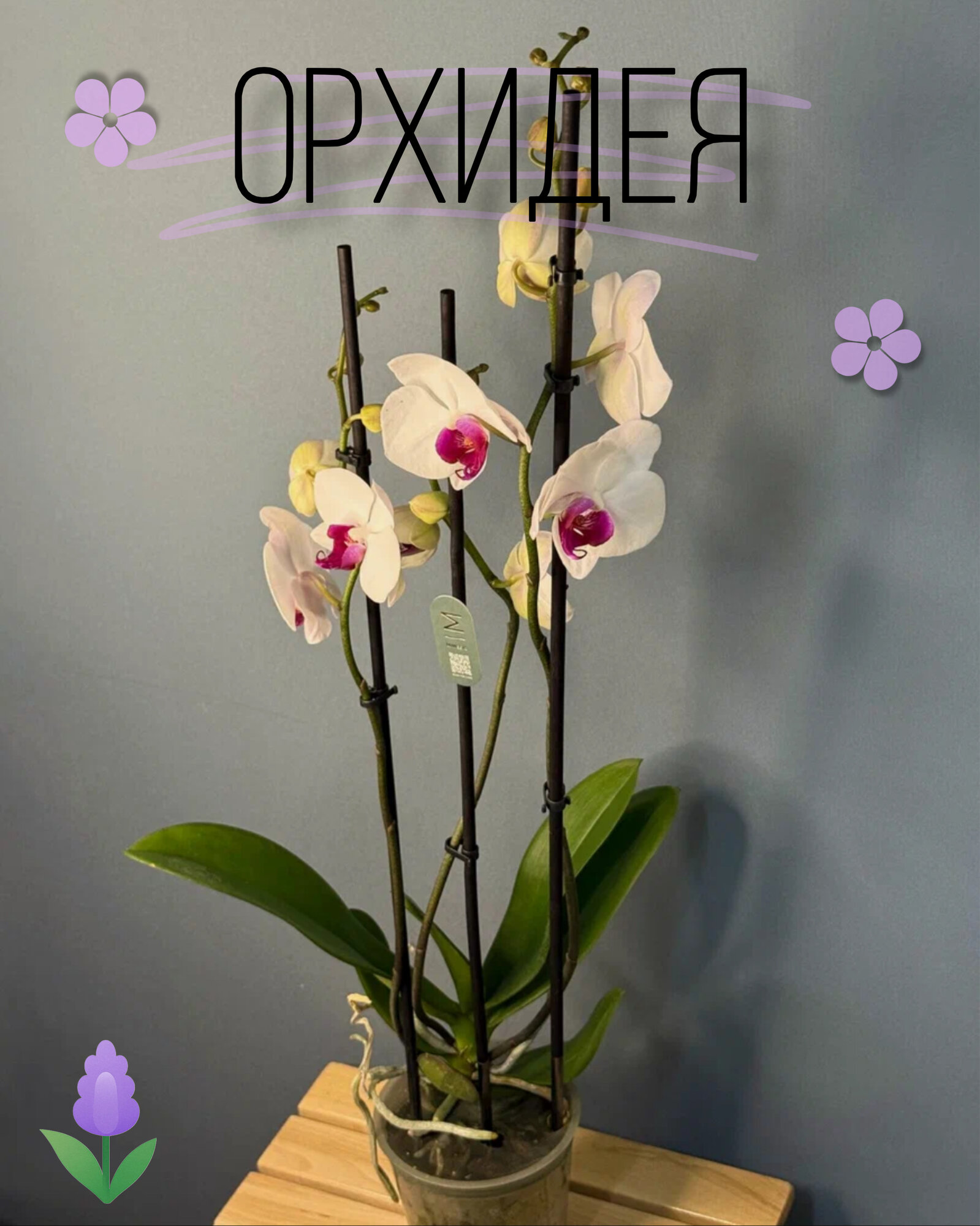 Орхидея Фаленопсис Макси 2 цветоноса (Phalaenopsis) — величие в каждом цветке