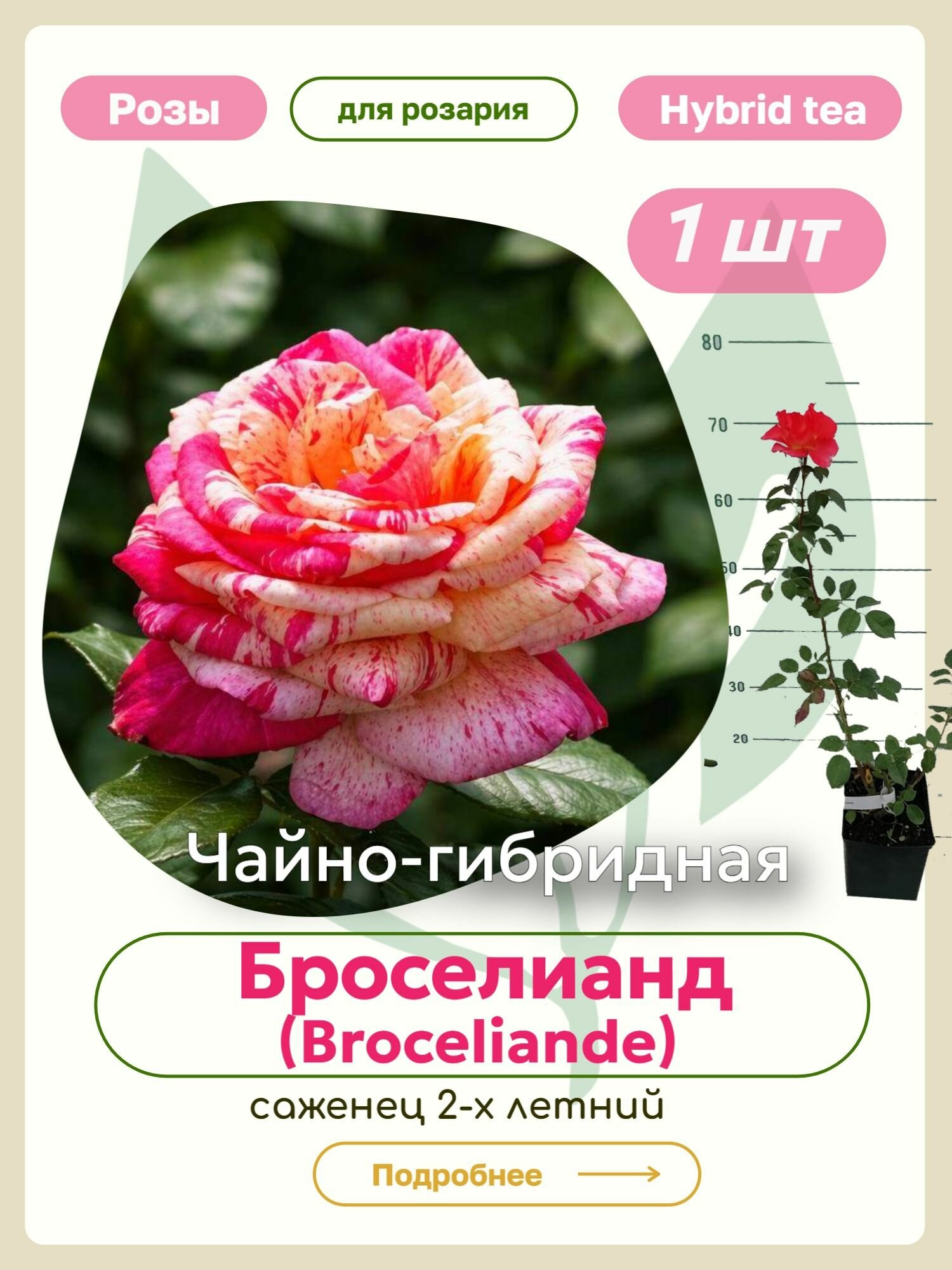 Саженцы роз Броселианд (Broceliande)