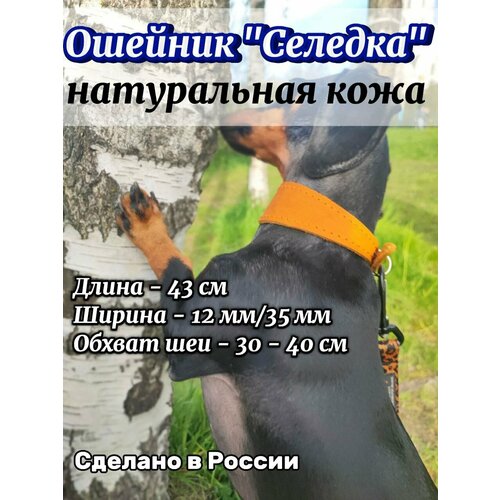 Ошейник Селедка