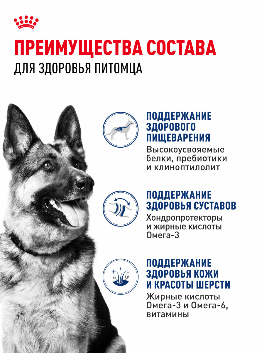 Сухой корм для собак Royal Canin Maxi Adult для крупных пород 15 месяцев до 5 лет, 15 кг — фото 1