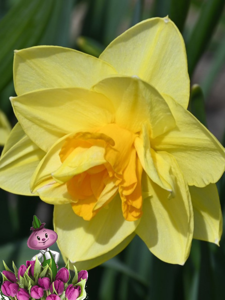 Луковицы цветов Chipollino flowers Нарцисс APOTHEOSE (5 луковиц)