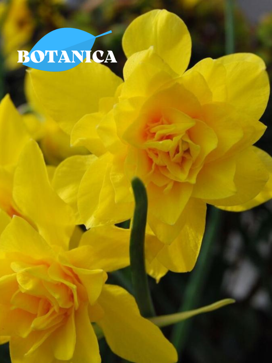 Луковицы цветов botanica garden Нарцисс Дабл Кампернель (5 штук)