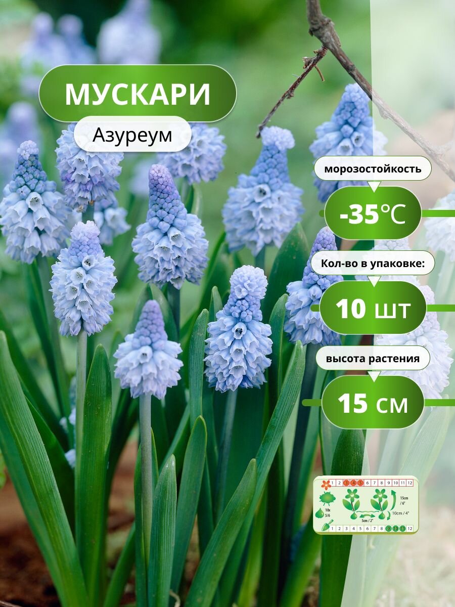 Мускари Азуреум (10 луковиц) / луковичные многолетние цветы голубой