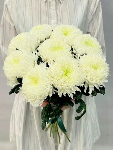 Изображение товара Живые цветы, букет цветов Голландии, пышные хризантемы , белый, 50 см, 9шт, открытка В подарок