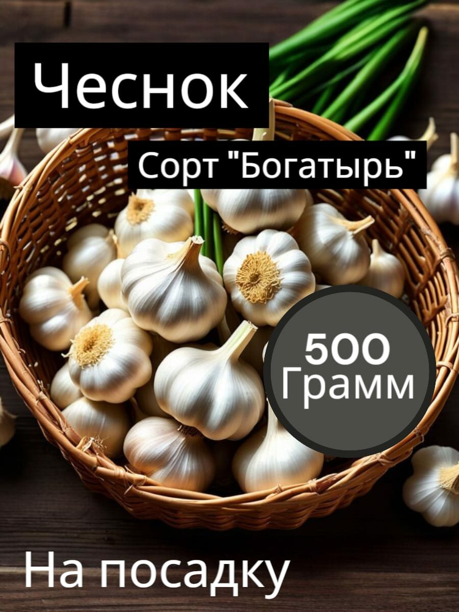 Чеснок озимый Богатырь на посадку осень 05кг