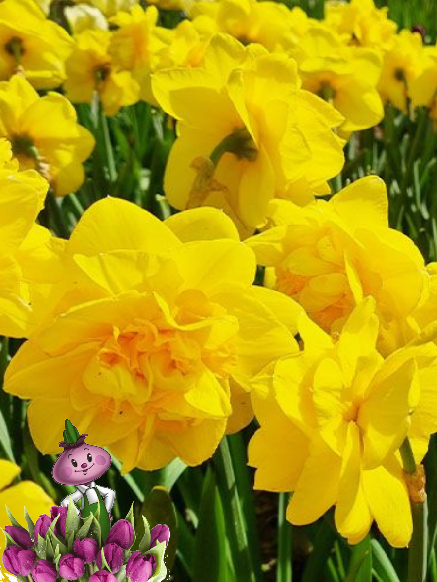 Луковицы цветов Chipollino flowers Нарцисс SHERBORNE (3 луковицы)