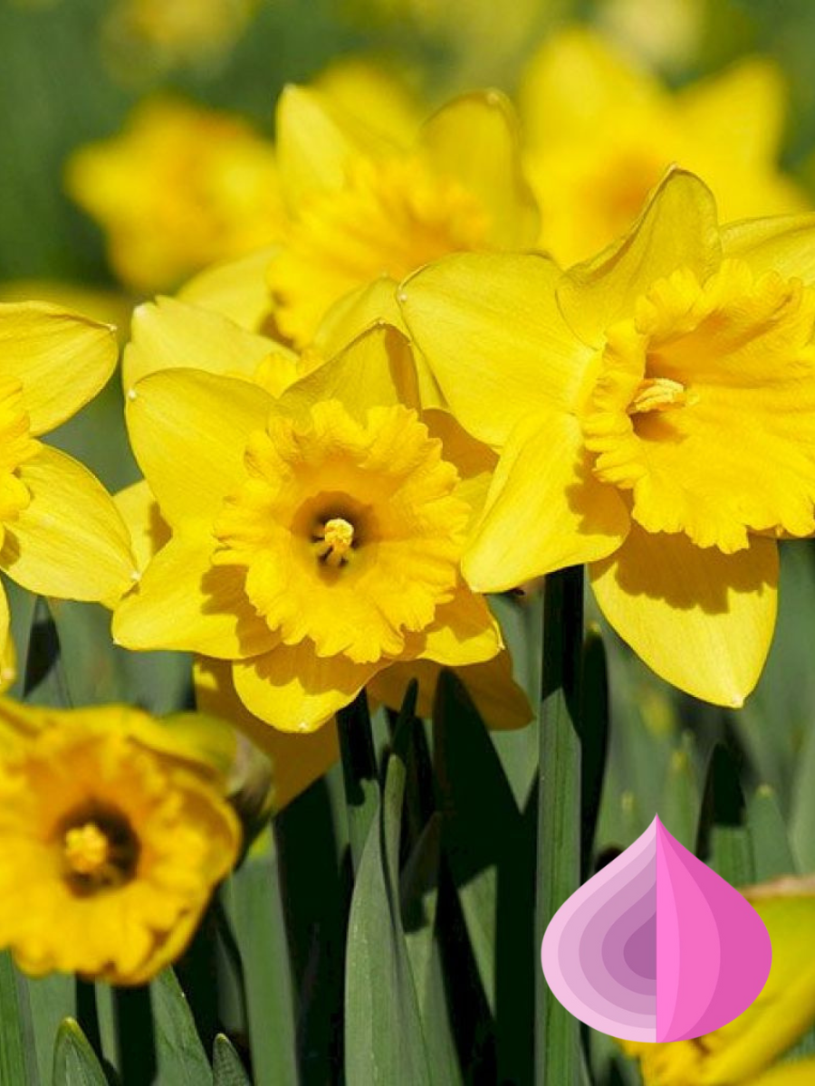 Луковицы цветов bulbs servise Нарцисс Калифорния желтый ( 3 штуки )