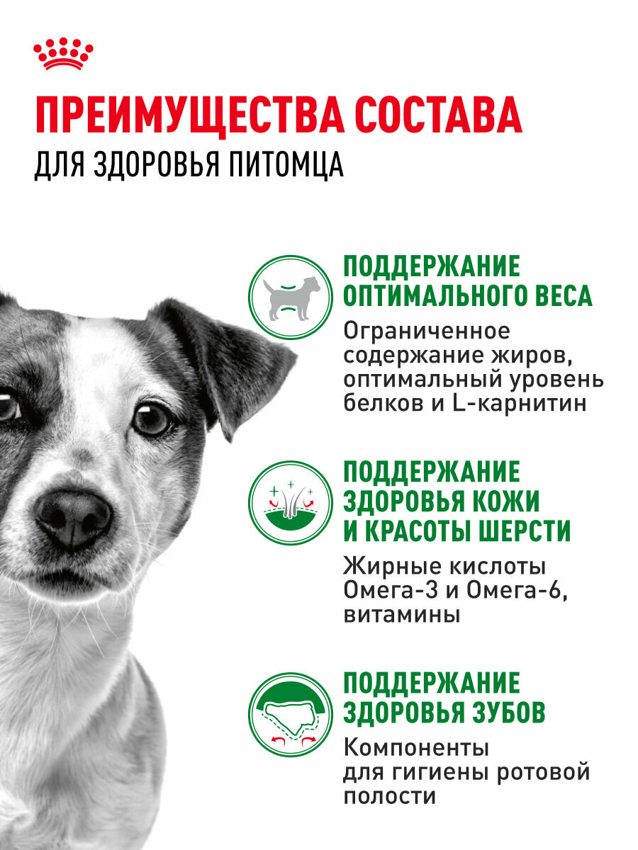 Терапевтические Системы Контрацепции Сухой корм для собак Royal Canin Mini Adult для мелких пород, 2 кг