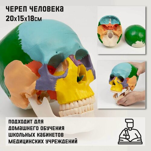 Изображение товара Макет Сима-ленд "Череп человека", анатомический, пластик, 20x15x18 см