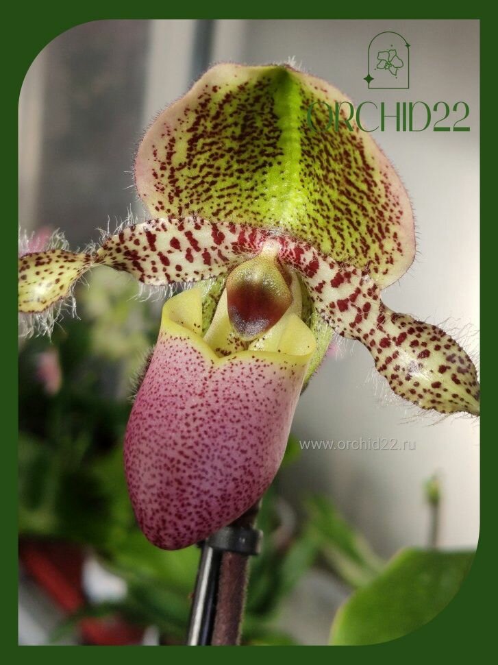 Орхидея Paphiopedilum Pinocchio, отцветший, в горшке d-11см, 2-3 розетки, комнатное растение
