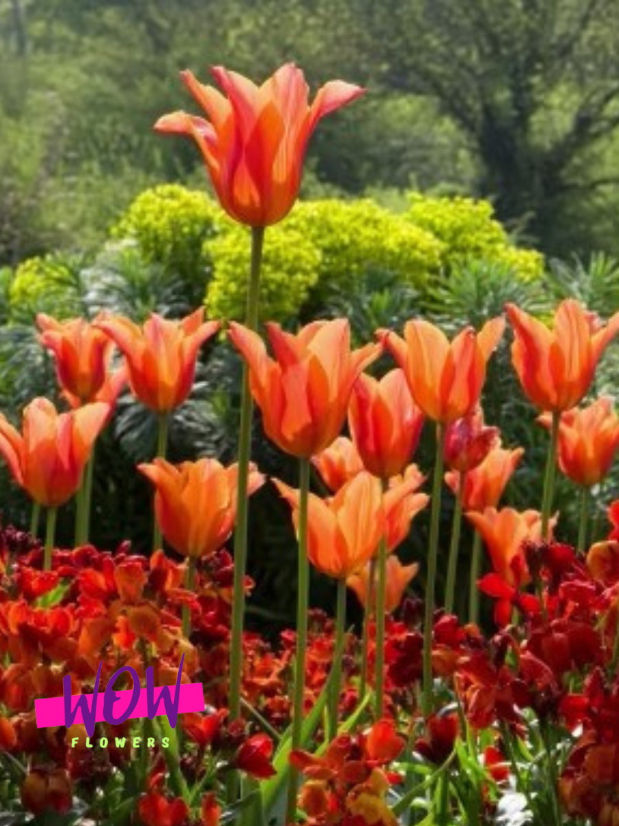Луковицы цветов  WOW FLOWERS  Тюльпан Парк Вью красный ( 3 штуки )