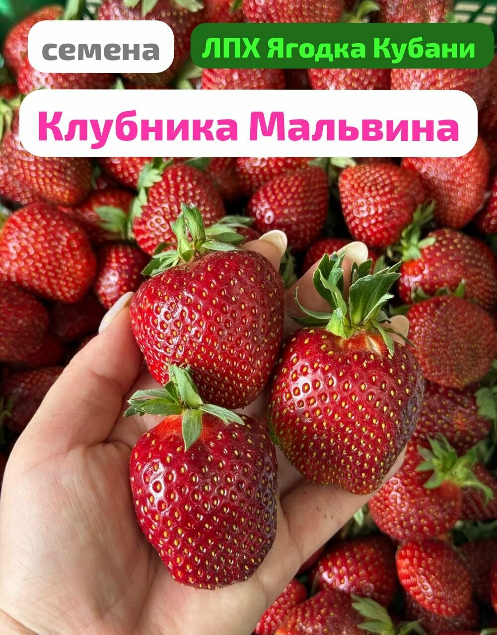 Клубника 