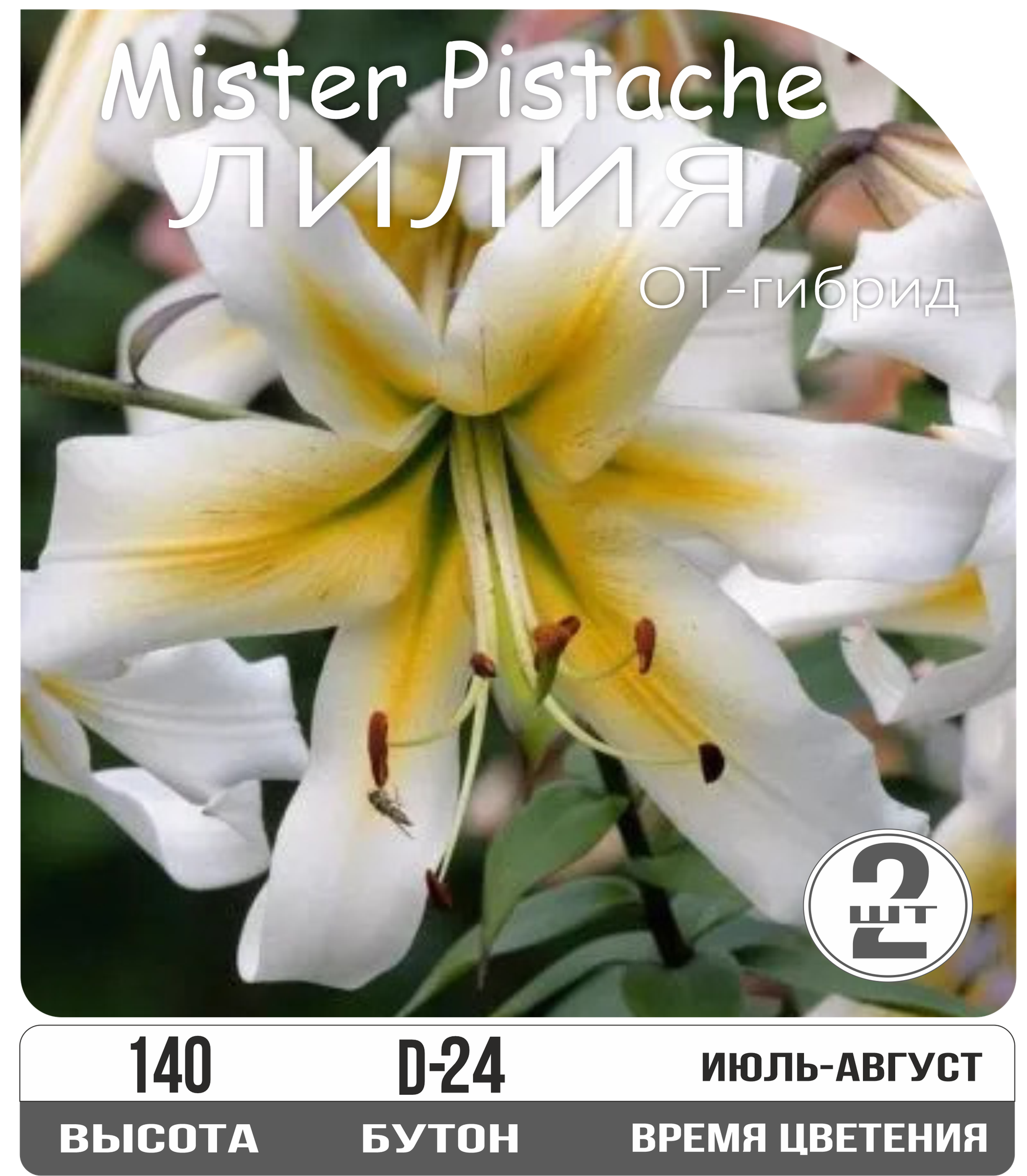 Лилия луковицы многолетние Мистер Писташ от-гибрид многолетние высота 140 см белый 2шт.