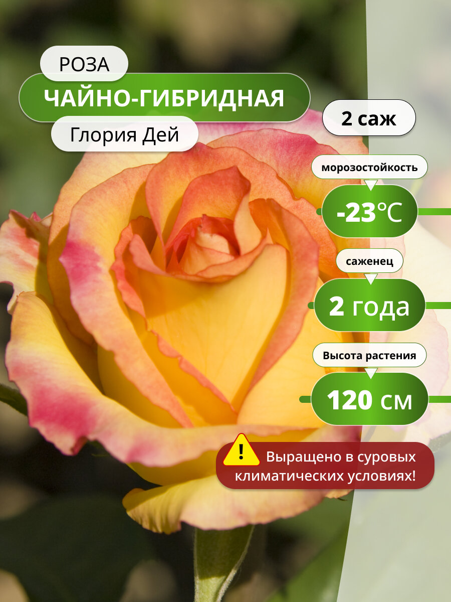 Роза чайно гибридная  Глория Дей   2   многолетняя  повторноцветущая
